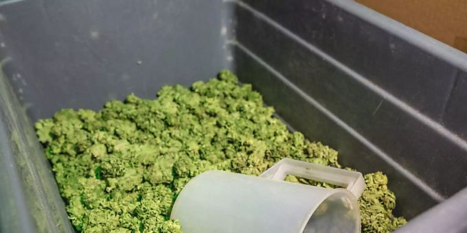 Hanfblüten mit einem tiefen THC-Gehalt unterstehen nicht der Tabaksteuer. Hanfblüten mit einem tiefen THC-Gehalt unterstehen nicht der Tabaksteuer.