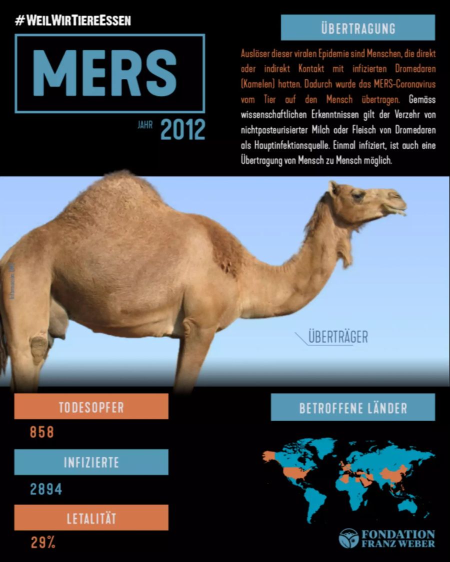 Durch direkten Kontakt mit Kamelen gelangte das MERS-Coronavirus auf den Menschen.