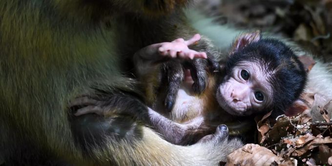 Ein Berberaffen-Baby liegt vor seiner Mutter. Das Jungtier wurde am 02.05.2020 auf dem Affenberg geboren. Affenberg