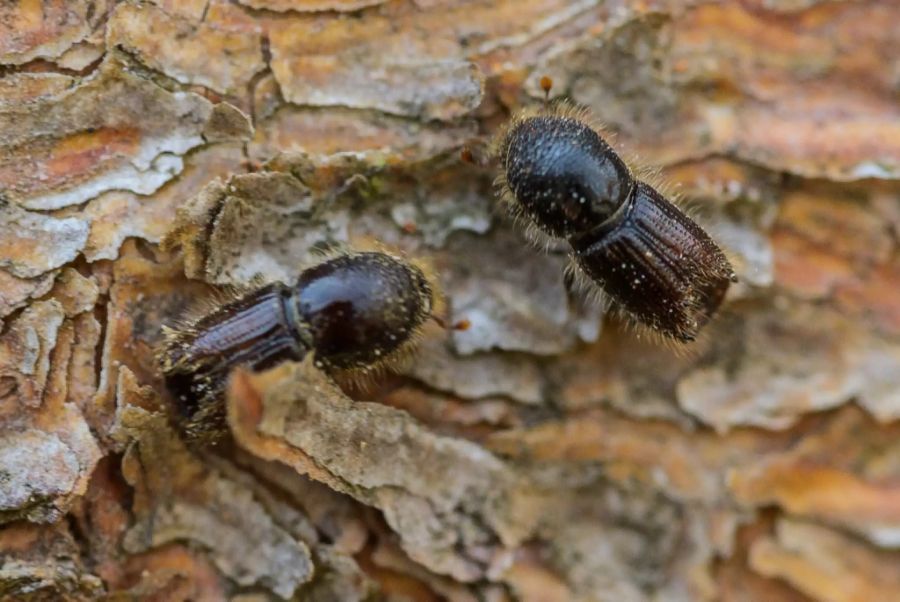 Buchdrucker Borkenkäfer Wald
