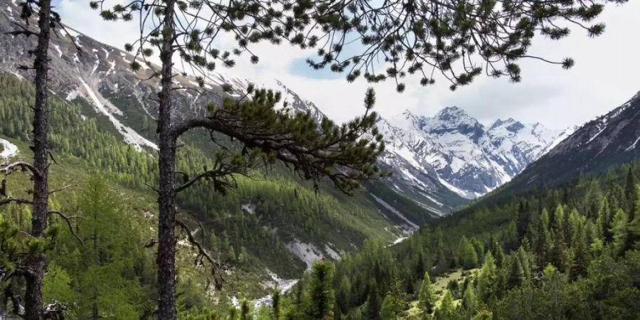 Blick ins Cluozzatal im Nationalpark. Wald ist kostbar: 150 Billionen US-Dollar würde er kosten, würde man ihn seinem Nutzen entsprechend veräussern. (Archiv)