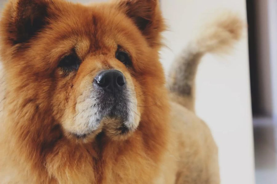 Ein Chow Chow