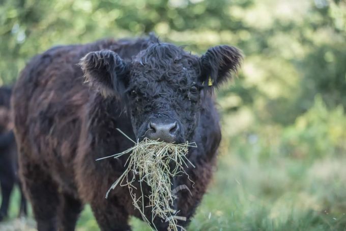 Die Galloways sind anspruchslos, wenn es um die Ernährung geht, sie fressen am liebsten Heu und Gras. Kobelhof Rubigen