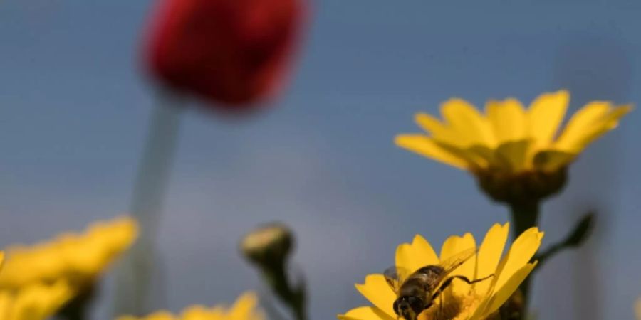 Biene auf Blume in Nordfrankreich