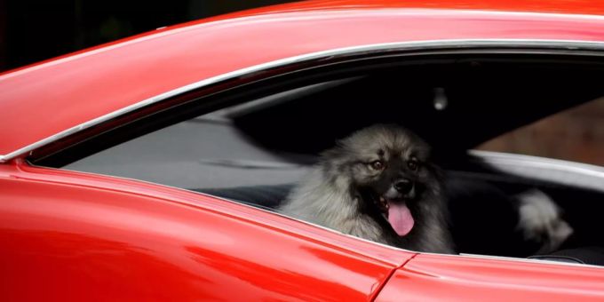 Besitzer an Festival - Hund in Montreux VD in Auto dehydriert gestorben