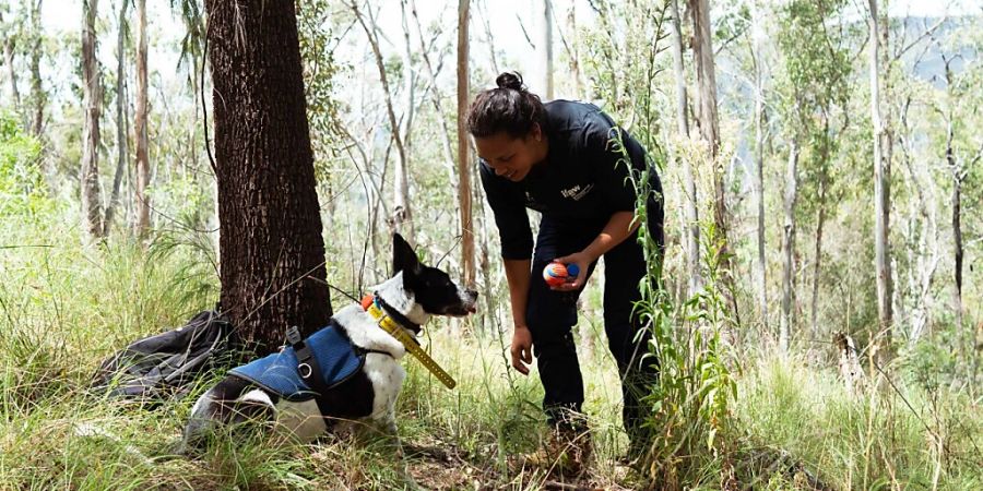 Der Spürhund Billie-Jean deutet an, Koala-Kot erschnüffelt zu haben.