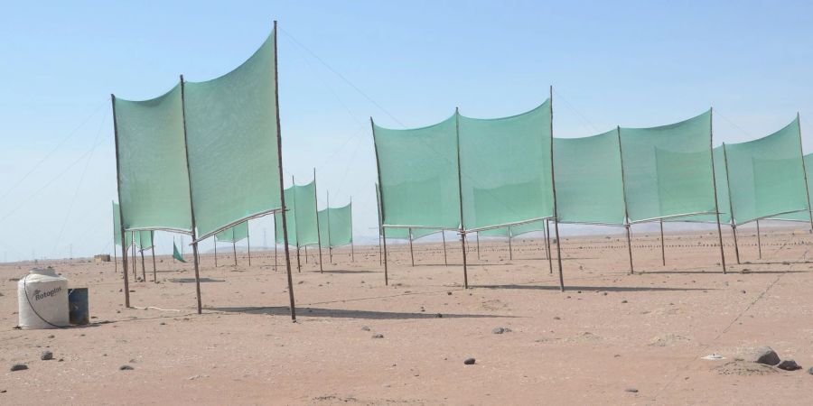 Mit Hilfe von hunderten Netzen fangen Bauern in Peru den Nebel auf, um Wasser für die Landwirtschaft zu gewinnen.