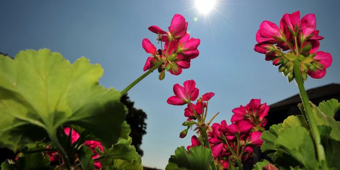 Geranie fuchsia Blüte Blatt Sonne