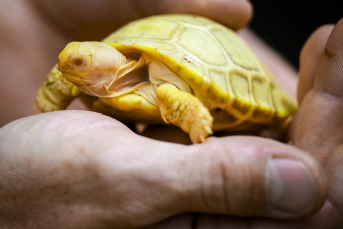 Bei dieser Art ist die Geburt eines Albino-Babys eine Weltpremiere, da beide Elternteile Träger einer Genmutation sein mussten. albino