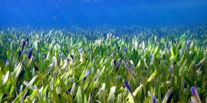 Der Seegrasteppich im Westen Australiens ist riesig und uralt. Der Seegrasteppich im Westen Australiens ist riesig und uralt.