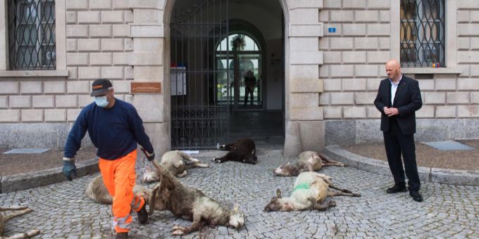 Schafskadaver vor dem Regierungsgebäude in Bellinzona protest bauern