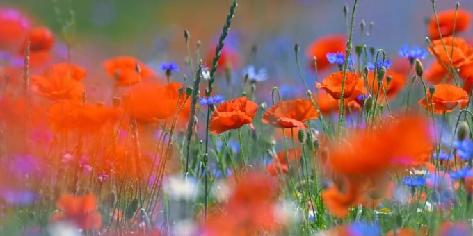 Gemäss dem Weltbiodiversitätsrat (IPBES) sind aktuell eine Million Arten vom Aussterben bedroht: blühende Mohn- und Kornblumen in einem Weizenfeld. Gemäss dem Weltbiodiversitätsrat (IPBES) sind aktuell eine Million Arten vom Aussterben bedroht: blühende Mohn- und Kornblumen in einem Weizenfeld.