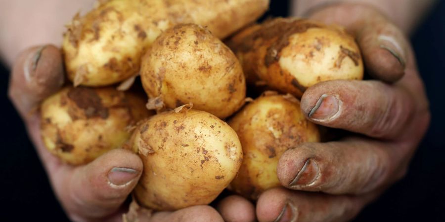 Frühkartoffeln haben eine dünne Schale und einen geringeren Stärkeanteil.