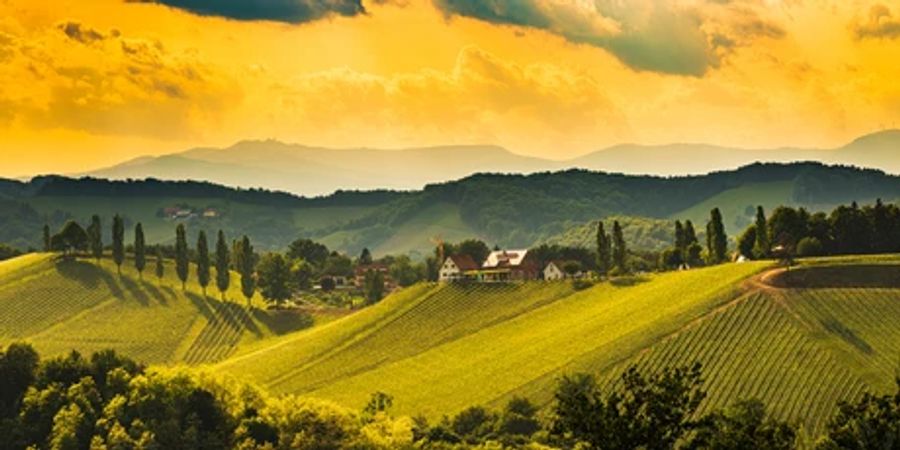 Weinberg Slowenien Kulisse Sonnenuntergang