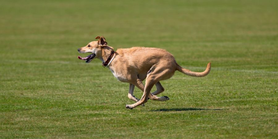 Bekommen aktive, energiegeladene Hunde wenig Auslauf, ist ein Hundelaufbahn eine gute Lösung.