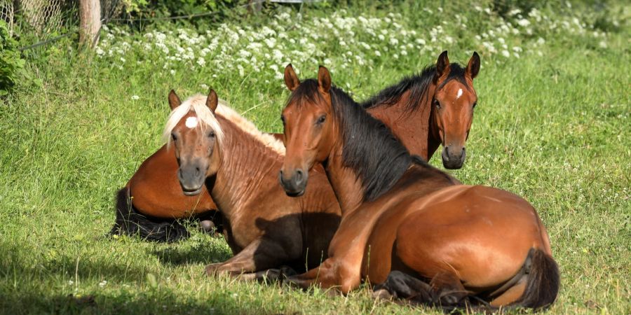 Der Magen-Darm-Trakt von Pferden ist besonders empflindlich.