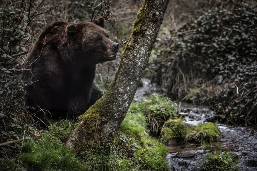 Bär, Schwarzwald, Deutschland