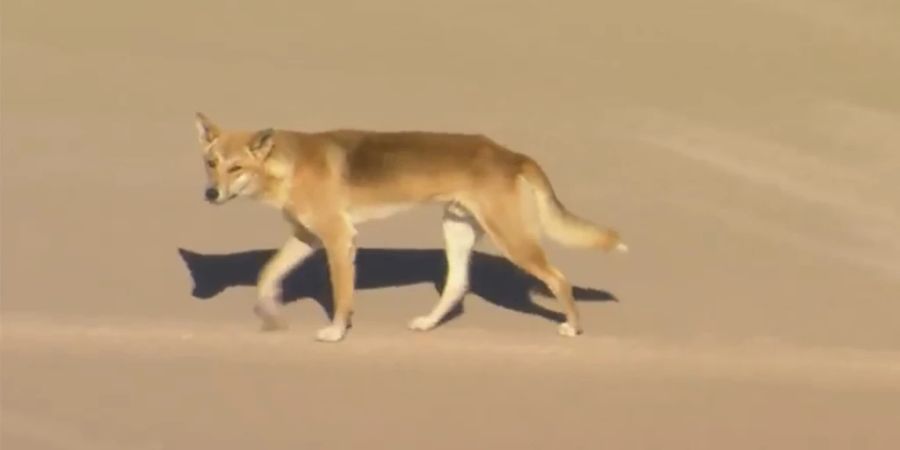 Dingos sind hundeähnliche Raubtiere, die vor allem in Australien leben. Zuletzt hatten sich Dingo-Attacken auf Menschen gehäuft. (Archivbild)