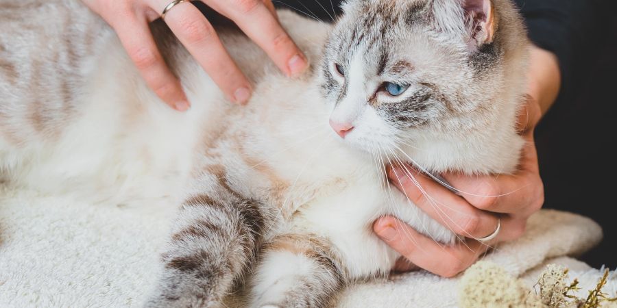 Katze wird gestreichelt