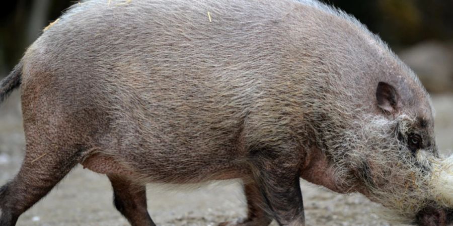 Bartschweine waren auf Borneo einst die häufigste grosse Säugetierart und wurden traditionell bejagt. (Archivbild)