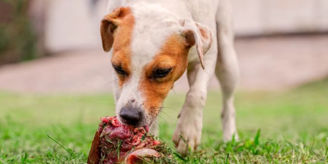 Hund isst rotes Fleisch mit Knochen