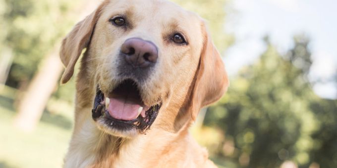 In Norfolk ist ein vermisster Hund nach sieben Jahren zu seinem Besitzer zurückgekehrt. Labrador