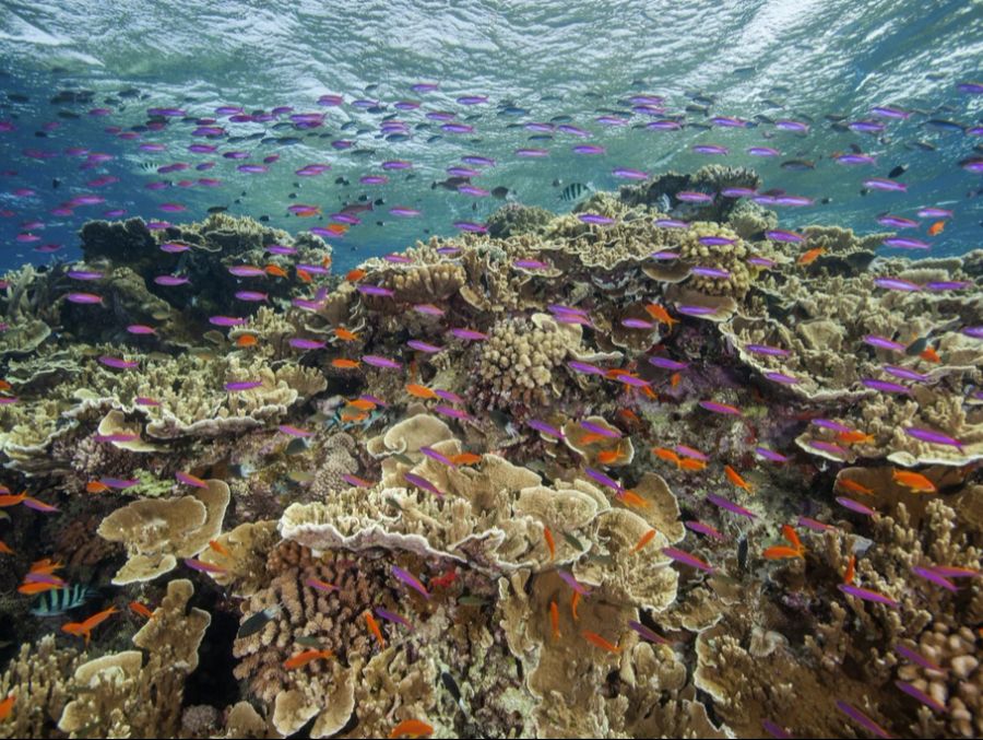 Das Great Barrier Reef kann nur noch durch einen baldigen Wetterumschwung und eine schnelle Abkühlung des Wassers gerettet werden, sagen Meeresschützer. (Archivbild)