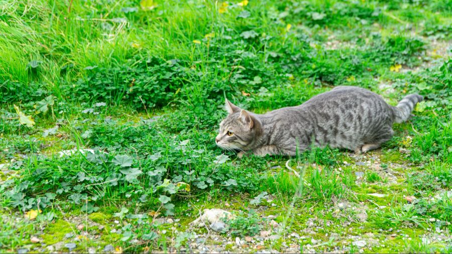 Katze auf Lauer