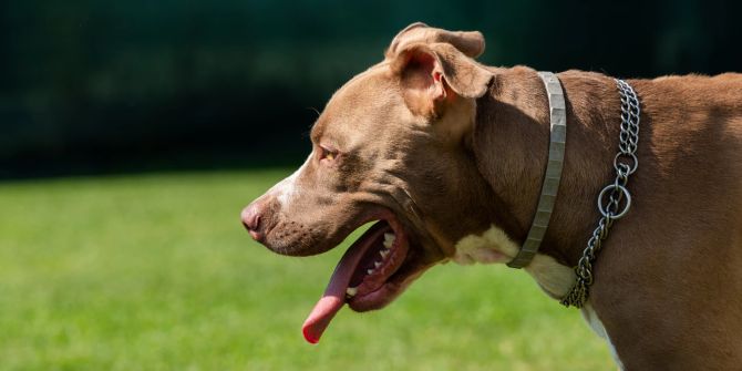 American Staffordshire Terrier