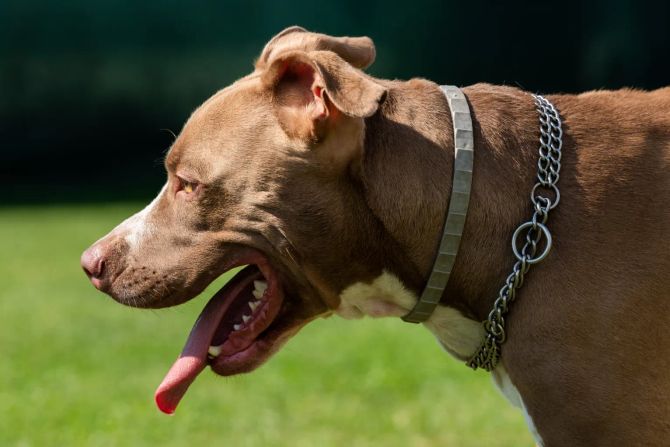 American Staffordshire Terrier