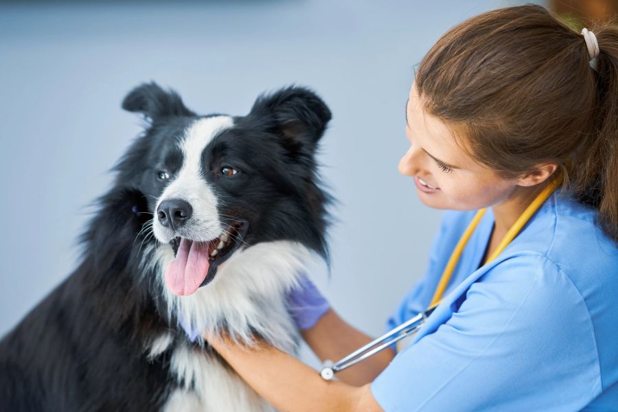 Vorsorge hilft, Krankheiten bei Hunden und Katzen früh genug zu erkennen.