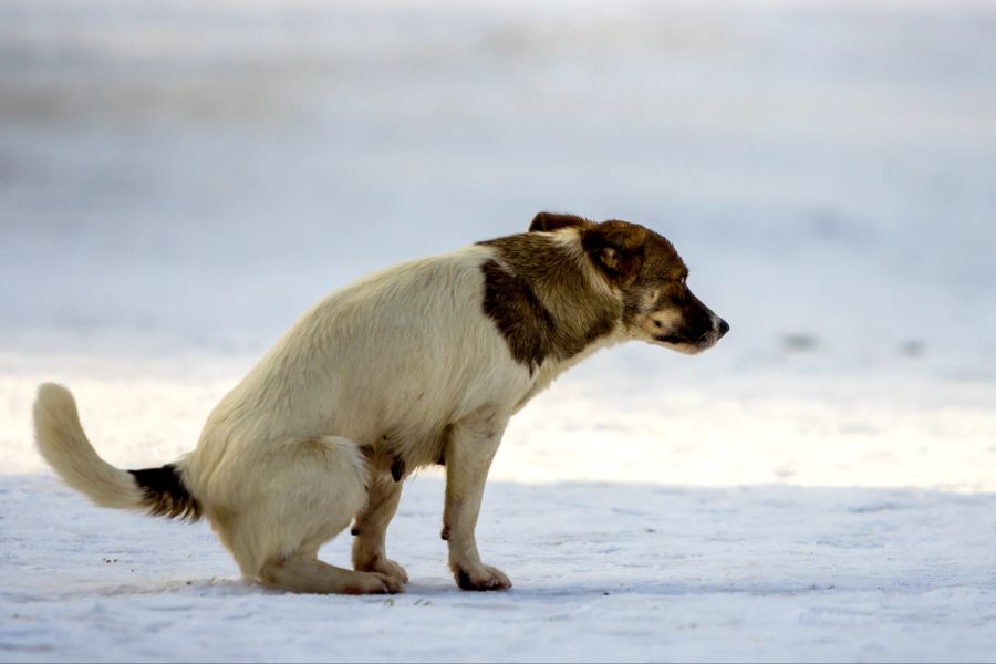 Kot, der Hundemagen und Durchfall sind keine angenehmes Thema.