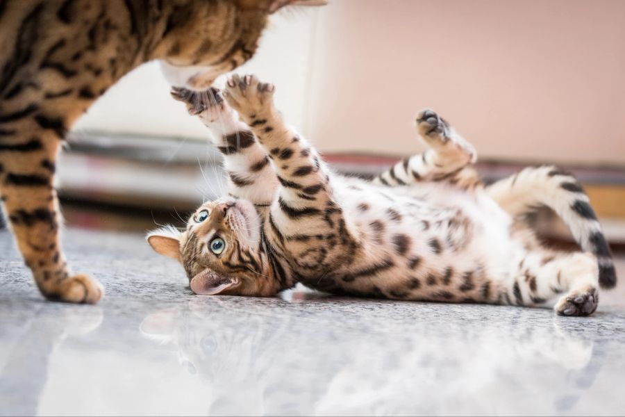 Um einen spielerischen von einem ernsten Kampf unterscheiden zu können, sollte man auf die Körpersprache der Katzen achten.