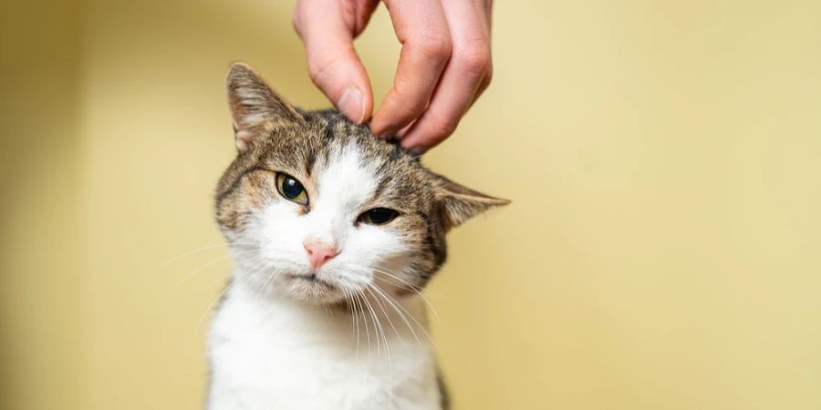 Katze streicheln Kopf gelber Hintergrund