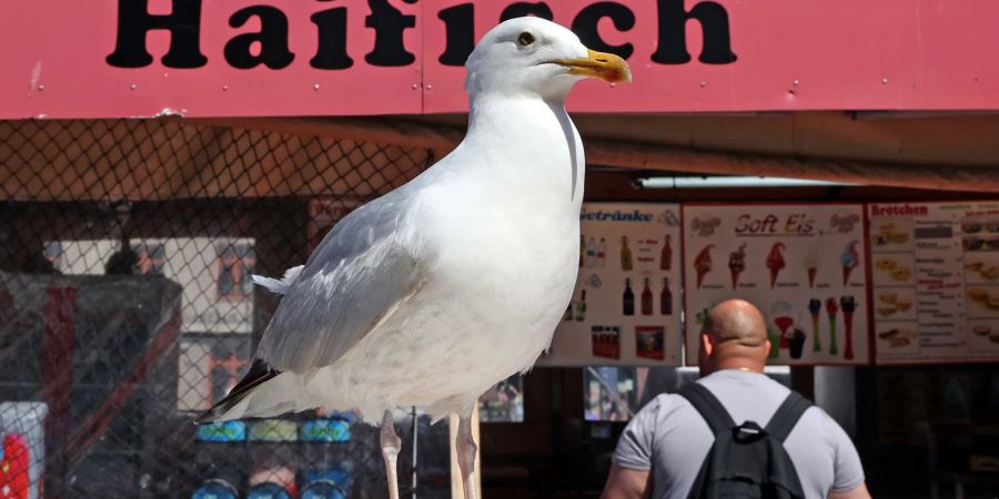 Eine Möwe lauert vor einem Verkaufskutter in Warnemünde auf die nächste Beute.