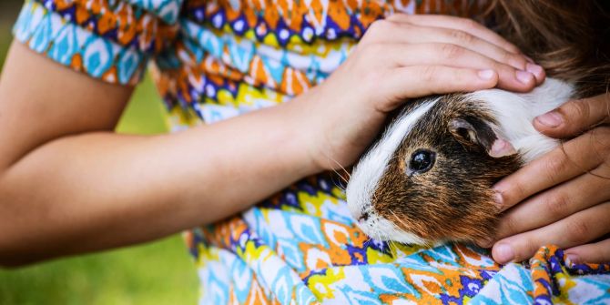 Mädchen mit Meerschweinchen