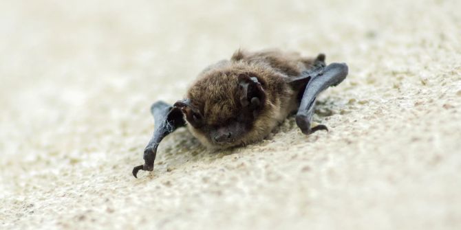 Zürich Fledermaus Biss Tollwut