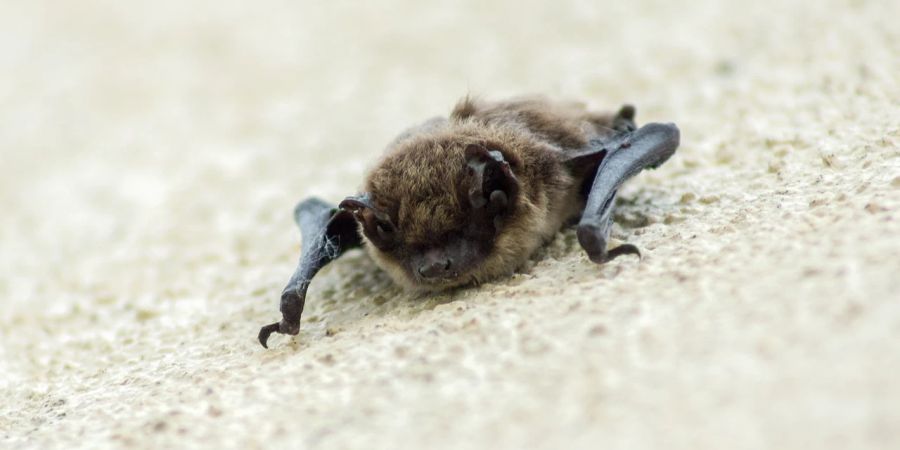 Zürich Fledermaus Biss Tollwut