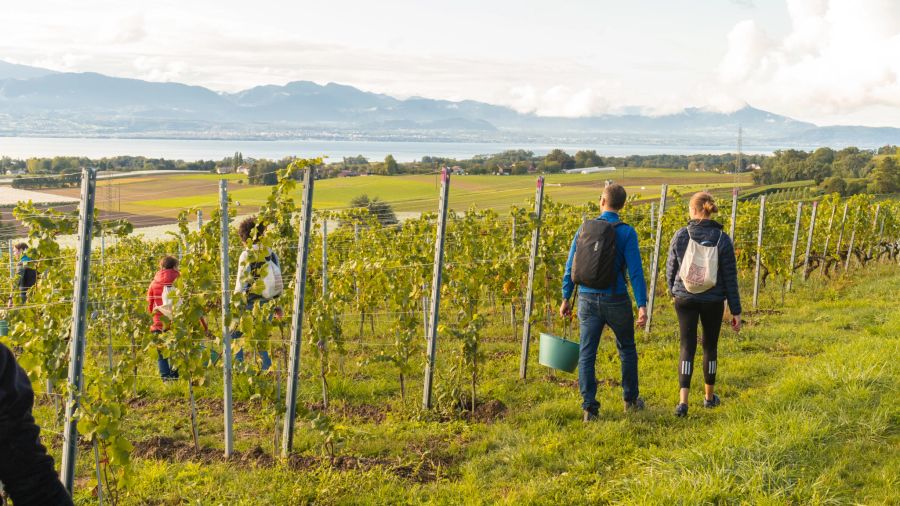 Swiss Wine Symbolbild