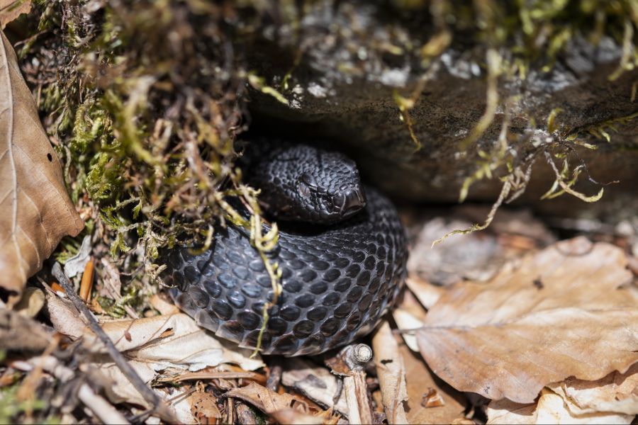In der Schweiz leben zwei Giftschlangen-Arten. Erstens die Aspisviper (im Bild).