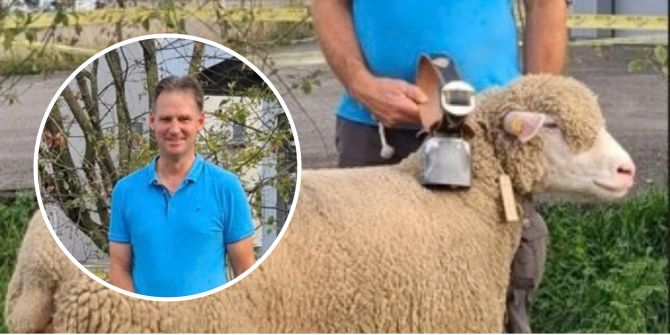 Schönstes Alpenschaf der Zentralschweiz kommt aus Zug!