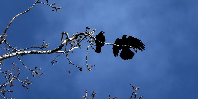 Krähen Emmen LU