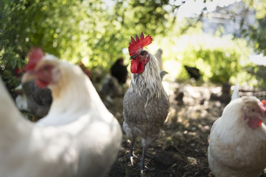 An einem bestimmten Punkt in der Evolution entwickelte sich das Bankivahuhn. Darauf folgte dann das heutige Haushuhn.
