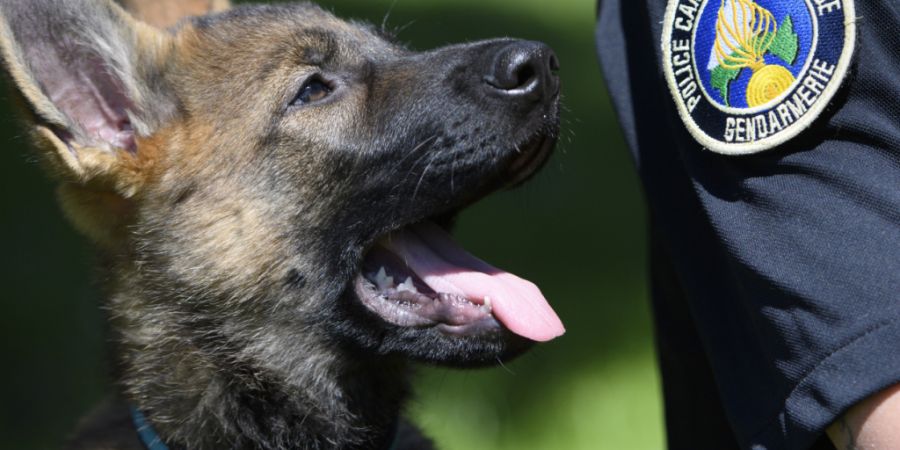 Die Hundestaffel der Kantonspolizei Waadt setzt insbesondere Deutsche und Belgische Schäferhunde ein, im Bild ein Welpe in der Ausbildung. (Archivbild)