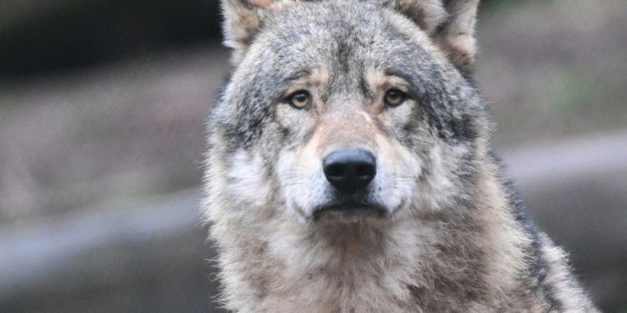 Wolfssichtung am rechten Zürichseeufer: In Hombrechtikon wurde ein möglicher Wolf gemeldet. (Symbolbild)