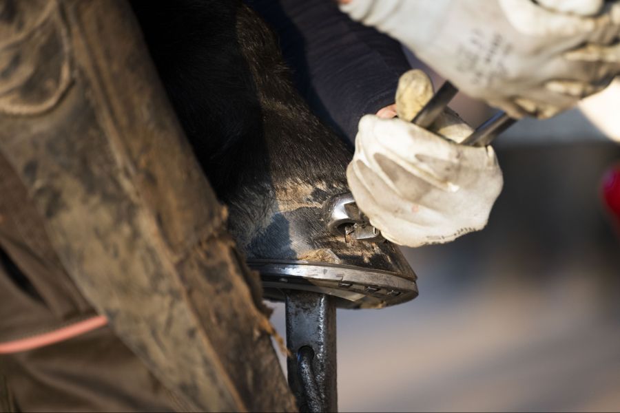 Der Absender behauptet, dass sein verstorbener Vater Hufschmied gewesen sei.