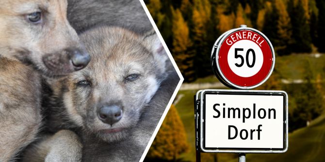 Simplon Wolf