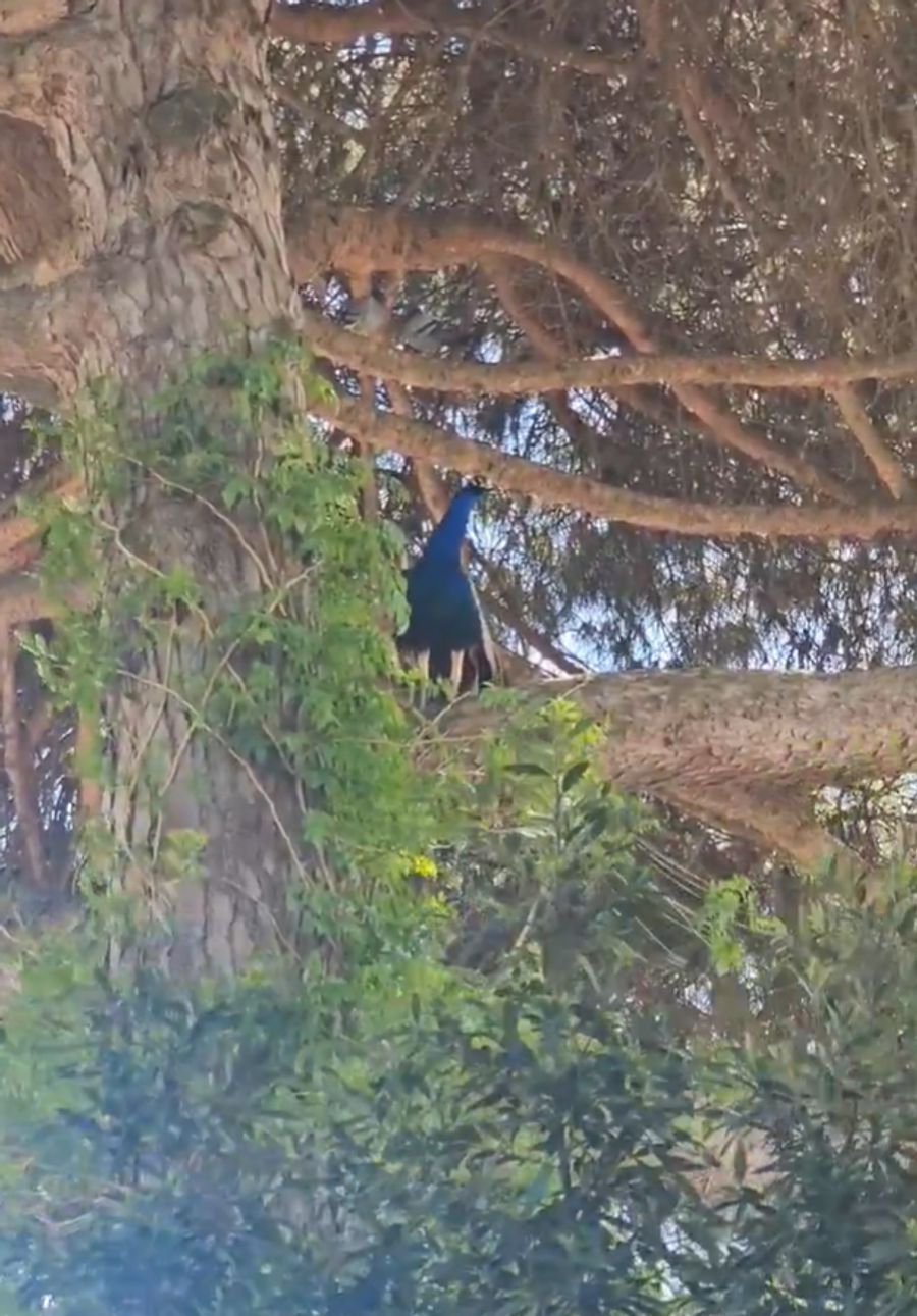 Ein Pfau macht es sich in einem Baum gemütlich.