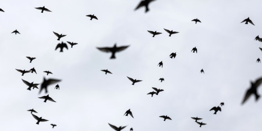 Der bernische Grosse Rat hat ein Zeichen für den Vogelschutz gesetzt. (Symbolbild)