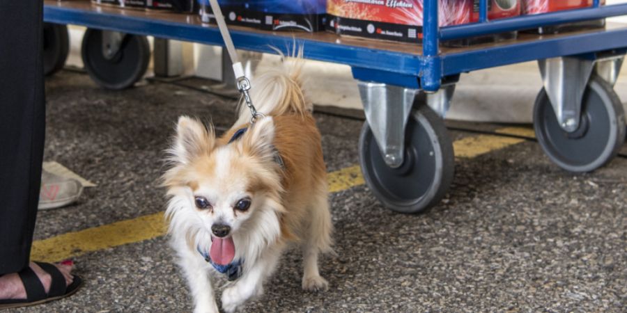 Mensch, Tier und Umwelt sollen in der Stadt Bern besser vor lärmendem Feuerwerk geschützt werden. (Symbolbild)